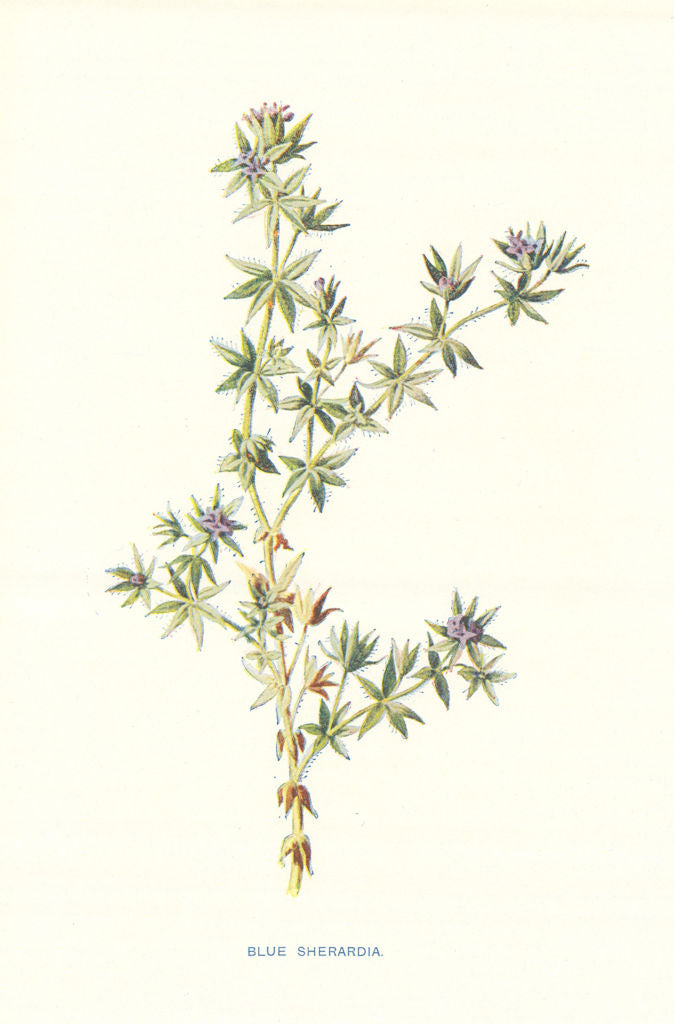 Sherardia. Wild Flowers by Frederick Edward Hulme c1895 old antique print